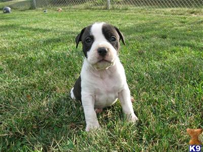 Puppies in COLDWATER